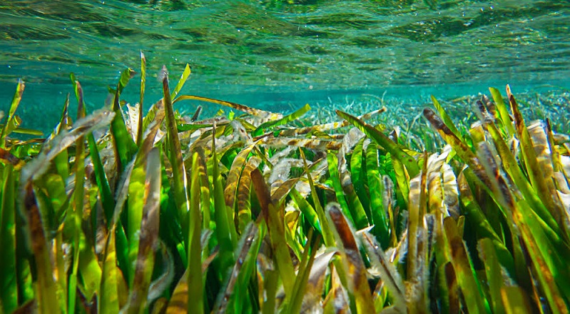 Ciencia, naturaleza, deporte y cultura para proteger la Posidonia Oceánica